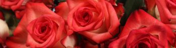 Closeup of a beautiful rose bouquet at the wedding event