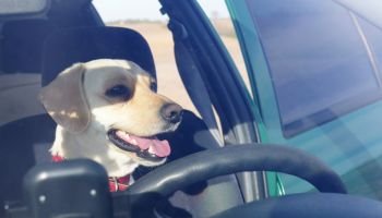 Dog behind the wheel of cars, view from the windshield.