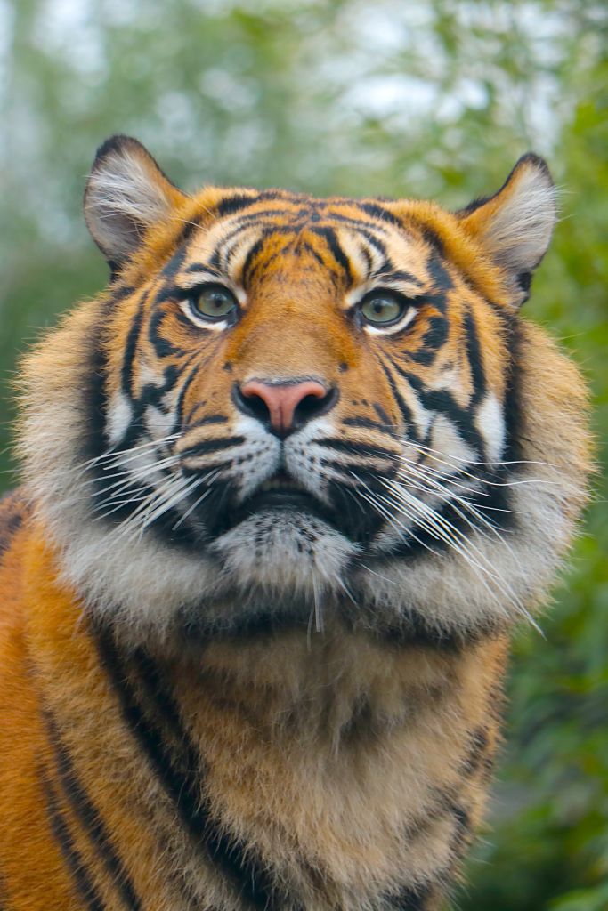 Portrait of a beautiful tiger in the wild. A predatory cat.