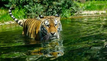 Sibirian Amur Tiger goes swimming