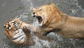 Lion fighting a tiger