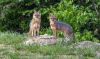 Male (left) and Female Gray Fox