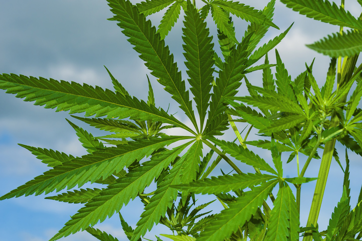 Green cannabis leaves. Decriminalized recreational drug